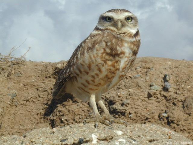  image of Burrowing Owl
