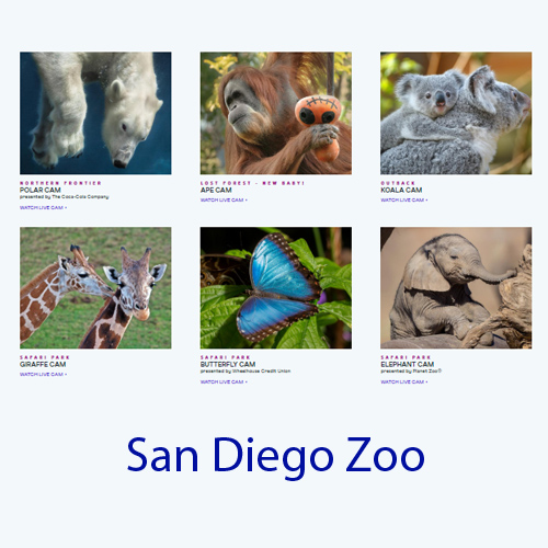 san diego zoo