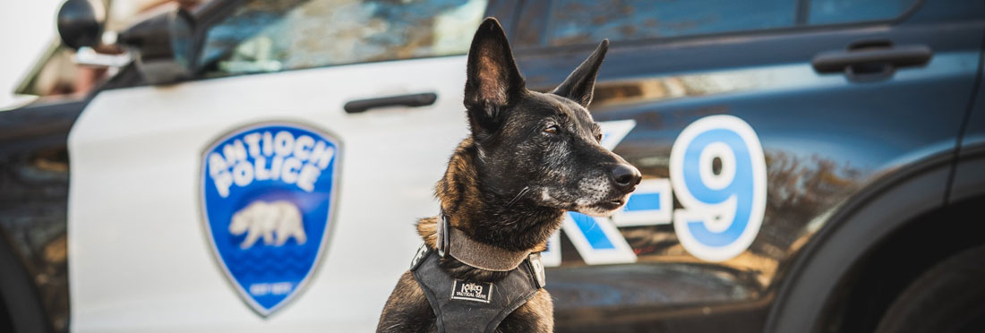 k9 photo 25